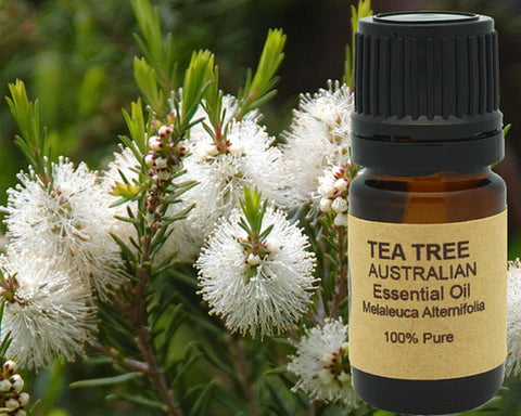 Tea Tree Essential Oil (AAA Australian) 5 ml, 10