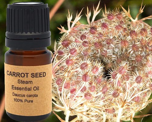 Carrot Seed Essential Oil 5 ml, 10 ml or 15 ml