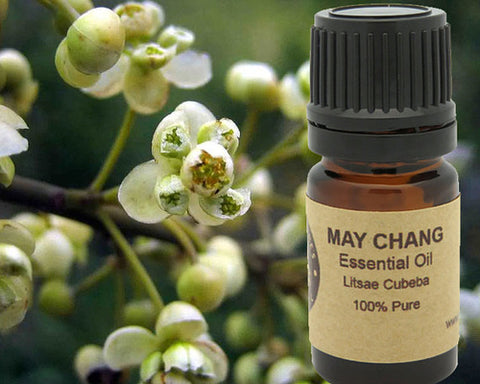 May Chang Essential Oil  5 ml, 10 ml or 15 ml