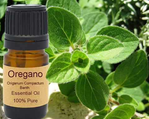 Oregano Essential Oil Organic 5ml, 10 ml or 15 ml
